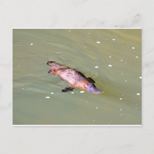 CARTE POSTALE PLATYPUS DANS L'EAU EUNGELLA AUSTRALIE (Devant)