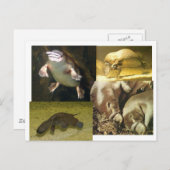 Carte Postale Platypus Panorama (Devant / Derrière)