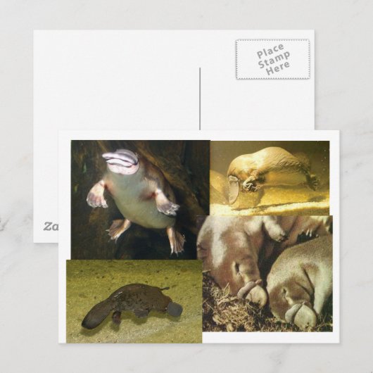 Carte Postale Platypus Panorama (Devant / Derrière)