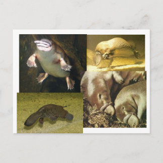 Carte Postale Platypus Panorama