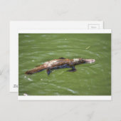 CARTE POSTALE PLATYPUS QUEENSLAND AUSTRALIE (Devant / Derrière)