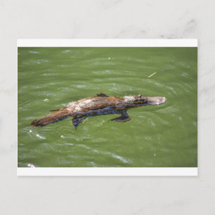 CARTE POSTALE PLATYPUS QUEENSLAND AUSTRALIE
