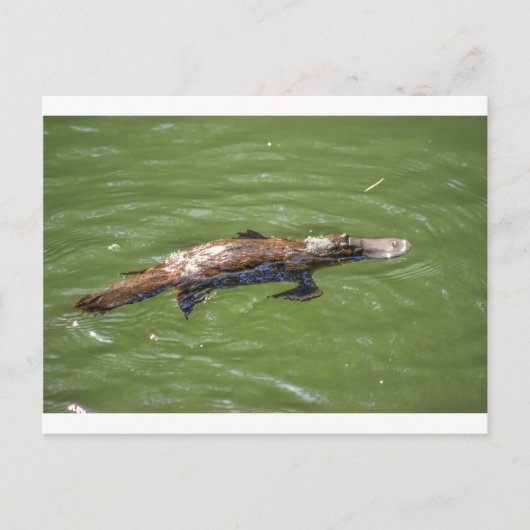 CARTE POSTALE PLATYPUS QUEENSLAND AUSTRALIE (Devant)