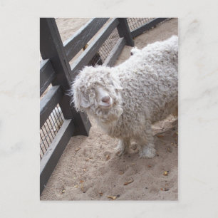 Carte Postale Plein de laine