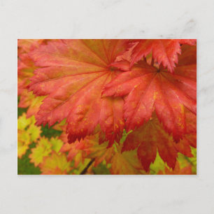 Carte postale Pleine lune Feuilles