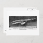 Carte postale Plesiosaur art (Devant / Derrière)