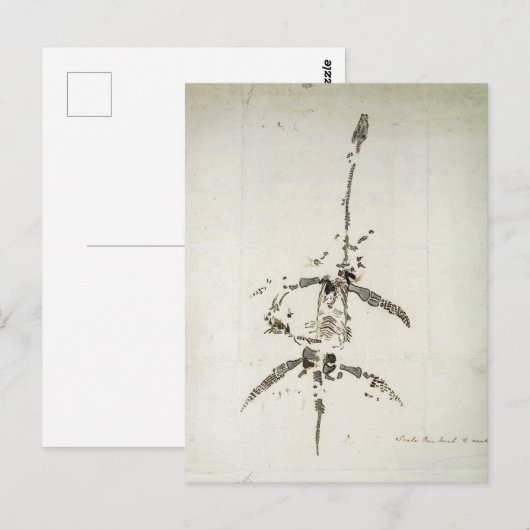 Carte Postale Plesiosaurus dolichodeirus (Devant / Derrière)