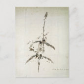 Carte Postale Plesiosaurus dolichodeirus (Devant)