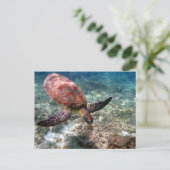 Carte Postale Plongée avec tortue (Debout devant)