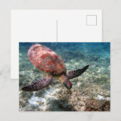 Carte Postale Plongée avec tortue (Devant / Derrière)