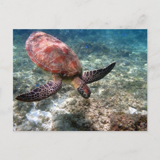 Carte Postale Plongée avec tortue (Devant)