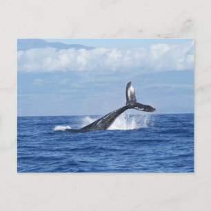 Carte Postale Plongée baleine en Océan, Fluke, Sortir de l'eau
