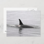 Carte Postale Plongée Orca (Devant / Derrière)