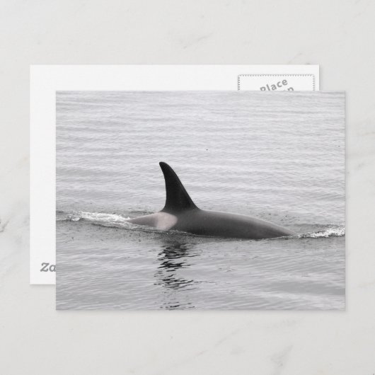Carte Postale Plongée Orca (Devant / Derrière)