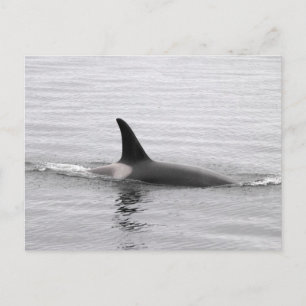 Carte Postale Plongée Orca