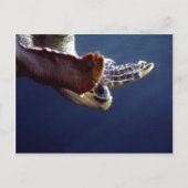 Carte Postale Plongée sous-marine (Devant)