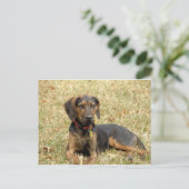 Carte Postale Plott Hound (Debout devant)