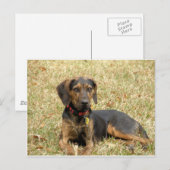 Carte Postale Plott Hound (Devant / Derrière)