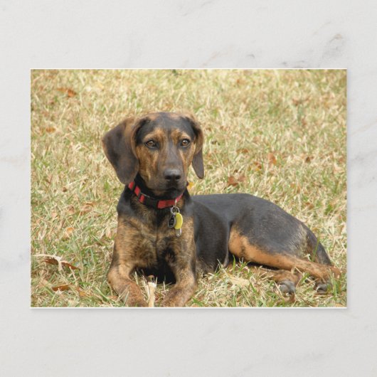 Carte Postale Plott Hound (Devant)