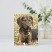 Carte Postale Plott Hound (Debout devant)