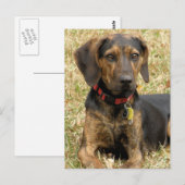 Carte Postale Plott Hound (Devant / Derrière)
