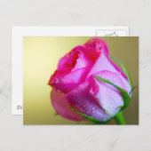 Carte Postale Pluie Abandonner les baisers de la nature sur Rose (Devant / Derrière)