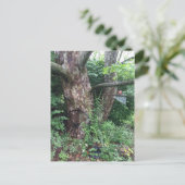 Carte Postale Pluie estivale molle (Debout devant)