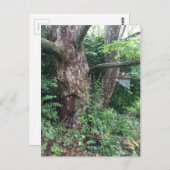 Carte Postale Pluie estivale molle (Devant / Derrière)