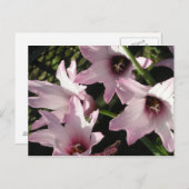 Carte Postale Pluie Lily (Devant / Derrière)