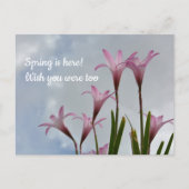 Carte Postale Pluie Rose Lys Springtime Vous Manquent (Devant)