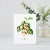 Carte Postale Plum (Debout devant)