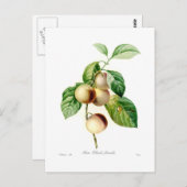 Carte Postale Plum (Devant / Derrière)