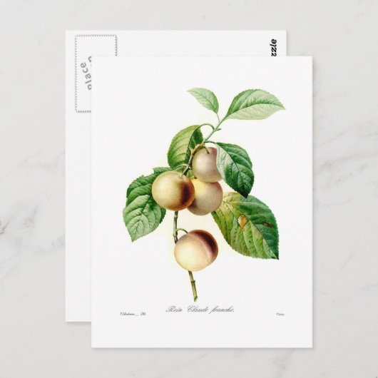 Carte Postale Plum (Devant / Derrière)