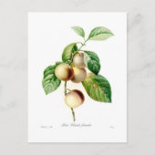 Carte Postale Plum (Devant)