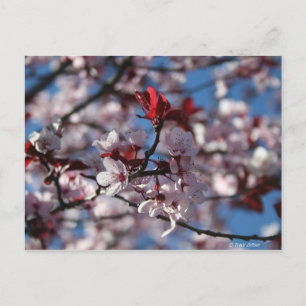 Carte Postale Plum à feuilles violettes