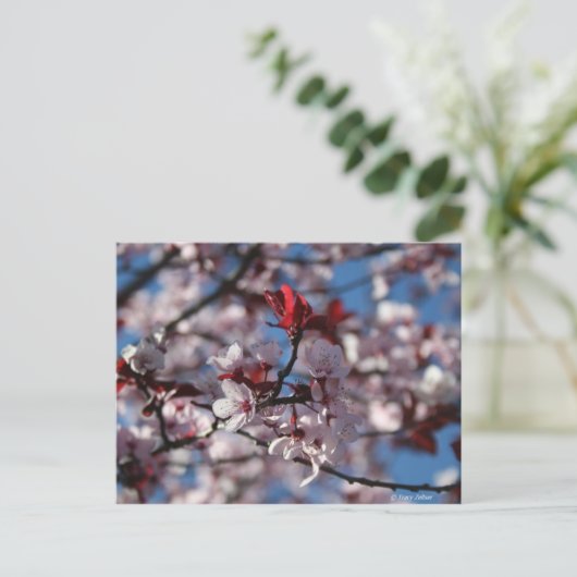 Carte Postale Plum à feuilles violettes (Debout devant)