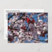 Carte Postale Plum à feuilles violettes (Devant / Derrière)