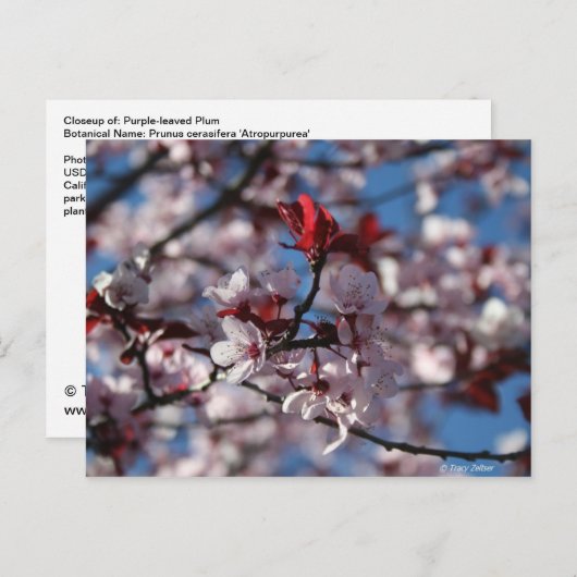 Carte Postale Plum à feuilles violettes (Devant / Derrière)