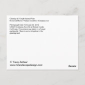 Carte Postale Plum à feuilles violettes (Dos)