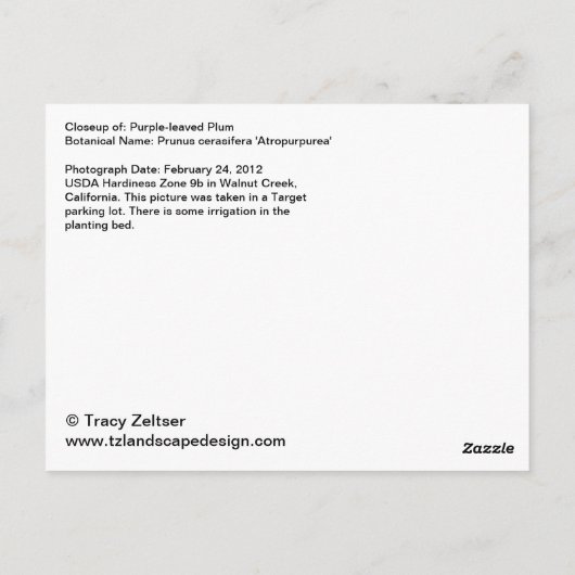 Carte Postale Plum à feuilles violettes (Dos)