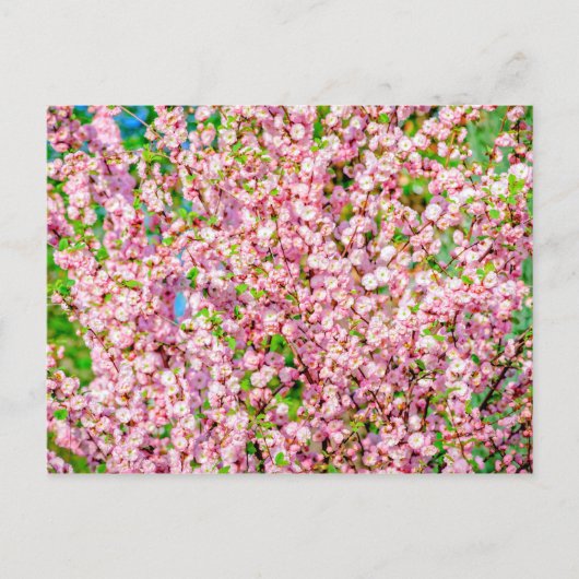 Carte Postale Plum à fleurs (Devant)