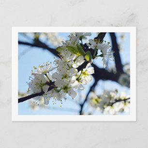 Carte postale Plum Blossoms