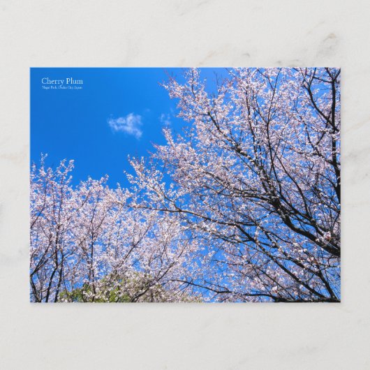 Carte Postale Plum cerise [Carte postale] (Devant)