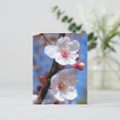 Carte Postale Plum cerise [Carte postale] (Debout devant)