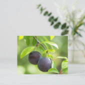 Carte Postale Plum cerise sur branche (Debout devant)