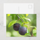 Carte Postale Plum cerise sur branche (Devant / Derrière)