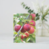 Carte Postale Plum cerise sur branche (Debout devant)