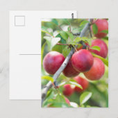 Carte Postale Plum cerise sur branche (Devant / Derrière)
