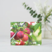 Carte Postale Plum cerise sur branche (Debout devant)