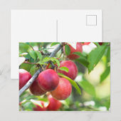 Carte Postale Plum cerise sur branche (Devant / Derrière)